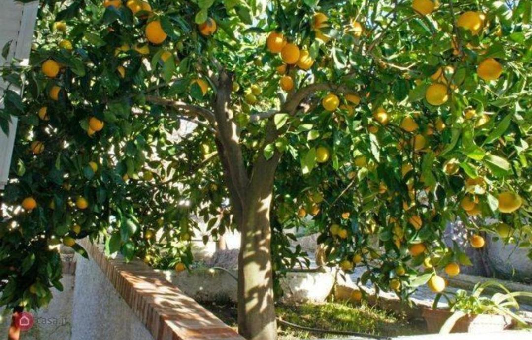 B&B Terramare Montiano  Zewnętrze zdjęcie